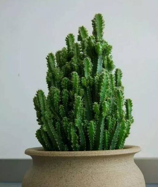 仙人掌花养护指南