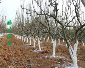 河北廊坊适合种植的绿化树大盘点