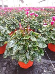 渝北花市监测的降温效果