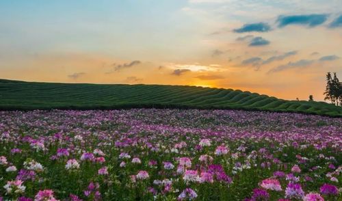 高清花海美图，带你领略大自然的芬芳之谜