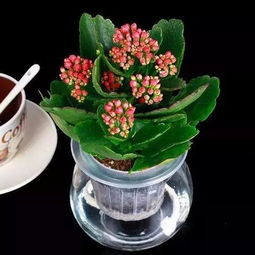 水培植物杀菌小贴士：百菌清1的使用心得