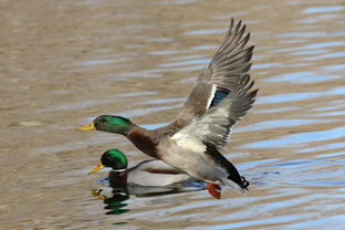飞鸭与普通鸭品种对比，爆款花卉飞鸭特点解析