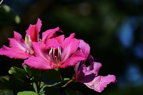 爱染锦开花，减掉花拆一“双”