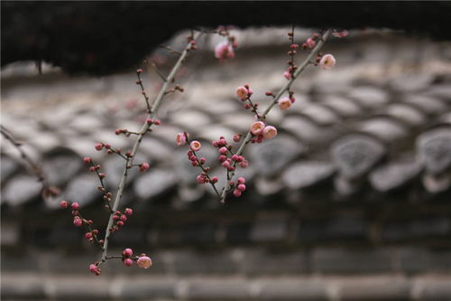 双“结香”，香自何来