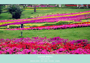 长寿花：四季绽放的多肉