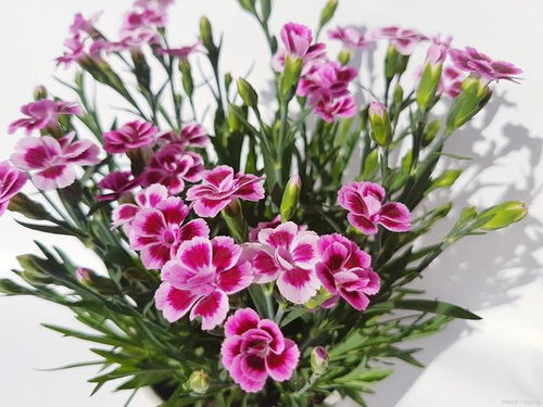 康乃馨的种植与养护：让美丽永驻