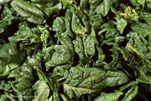 菠菜种植小贴士：除草剂选用全攻略