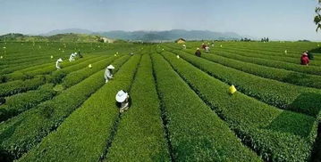 绿色纽带：药材种植的魅力