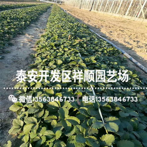 种植密度决定成本高低