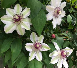 铁线莲种植：土壤大揭秘