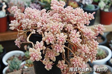 如何通过科学养殖方法让奥普多肉植物快速繁殖成多头