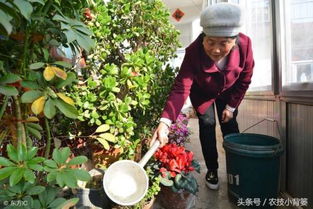 害虫闹翻天怎么办？