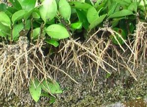 生根剂叶面喷施对生根效果好吗？