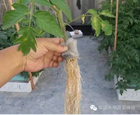 水培花如何巧妙嵌入定植篮？能否实现稳固又美观