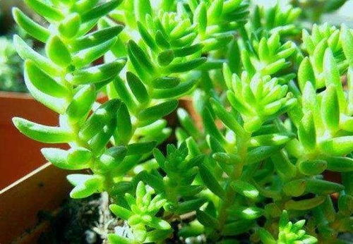 白花小松花语：纯洁坚韧，爆款修剪秘籍！