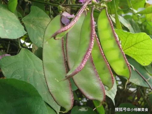 扁豆：营养丰富