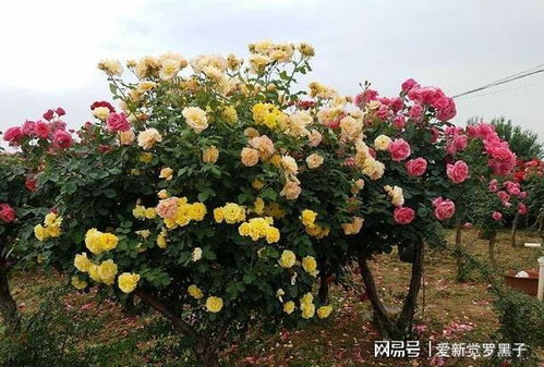 双子座：荷兰的星座系列