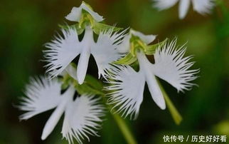 金边兰花品种多，你见过哪些
