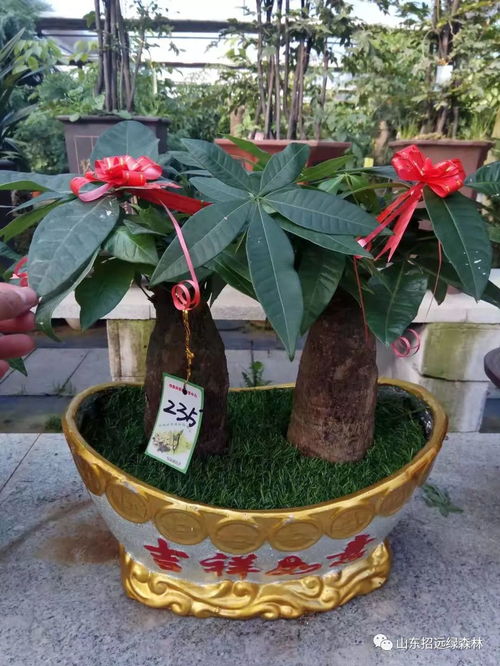 黄土养发财树，寓意财源滚滚
