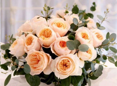 月季多头生长的秘密