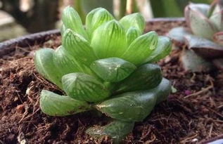 代森锰锌可以用来浇多肉植物吗？对多肉安全吗？