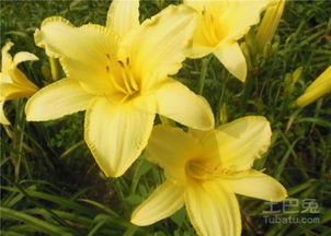 栽植大花萱草的准备工作