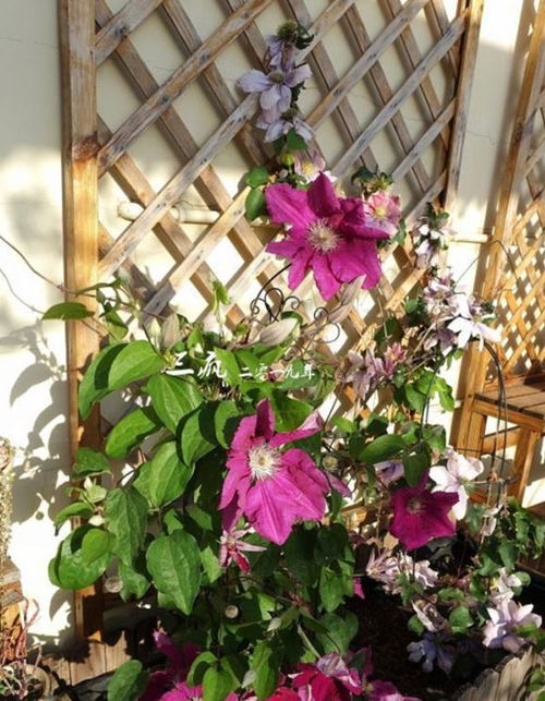 海南气候大挑战：花花草草的生存大考验