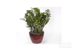 金钱树叶子发黄的原因及应对策略