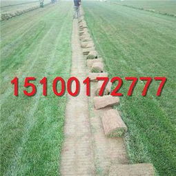 土壤处理：除草剂的作用