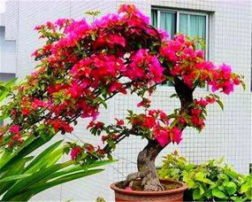 血桂一年开几次花？其生长规律是怎样的