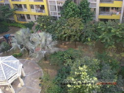 中山市东区朗晴轩小区的蓝花楹