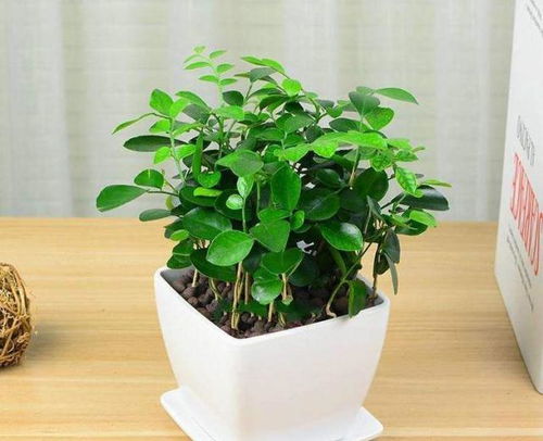 九里香驱蚊效果怎么样？有哪些花草能有效防蚊虫