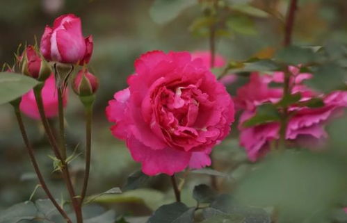 无伊芙不月季：揭秘伊芙月季的传奇魅力