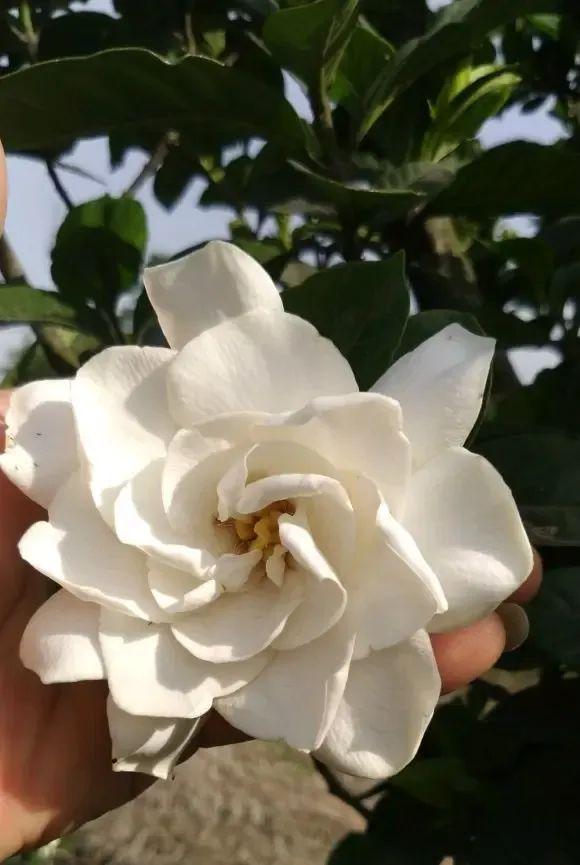 栀子花为何突然掉叶？