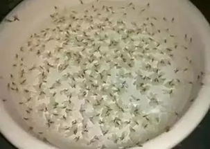 喷杀虫剂， 白蚁见你就跑