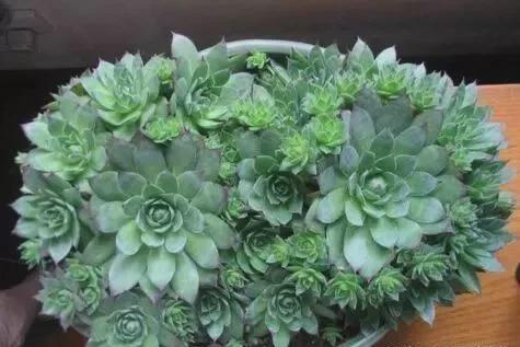 矮圆盆适合种植小型观叶植物、多肉植物等