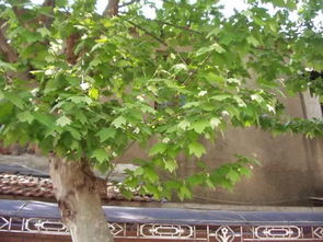 独特叶子形状的树种探秘