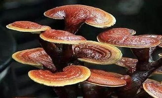 灵芝：千年仙草