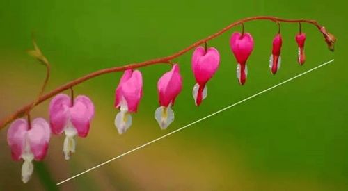 黄金配色方案：让花朵梗美