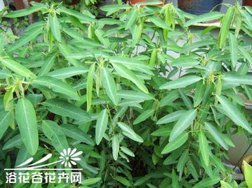 “舞草栽培技巧揭秘”
