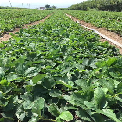 草莓苗倒伏，怎么办？苗护士甲霜恶霉灵来帮忙！