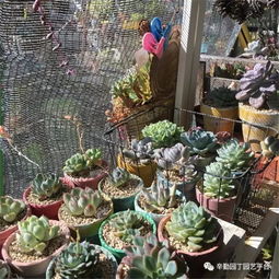 花卉苗木商店， 陶粒的乐园