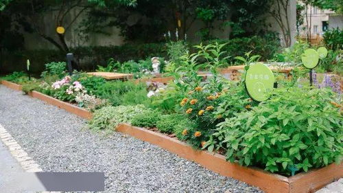 春天来了花园里的草怎么种？