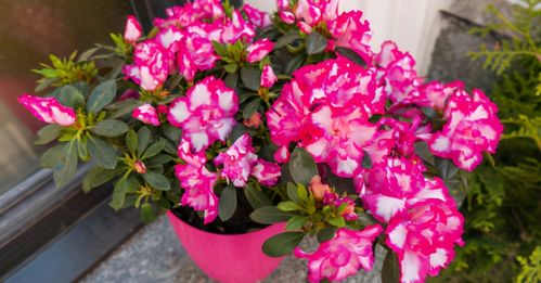 磷酸二氢钾，是不是万嫩的？