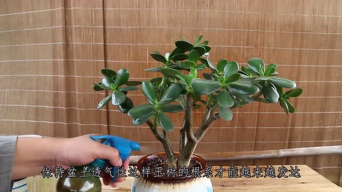 玉树养大盆更佳，大盆促生长！