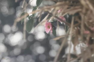 “艳丽山茶花绽放，你见过如此娇艳的吗