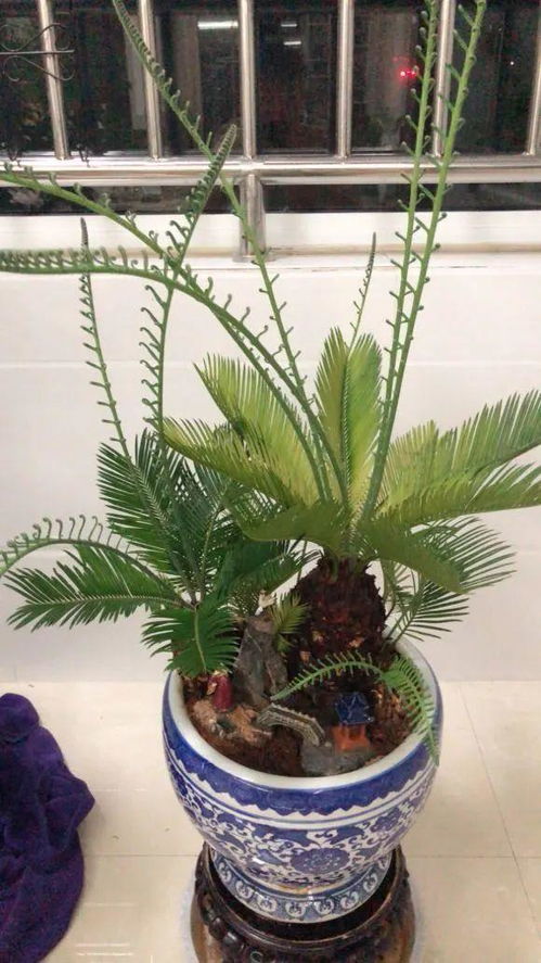 铁树开花什么意思？老铁们快来看这篇就懂了