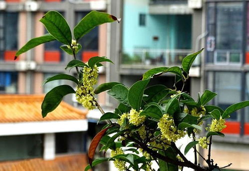如何让平安树茂盛生长？老花匠揭秘关键技巧