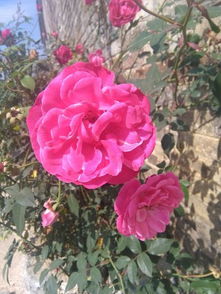 容器选择和浇水方法