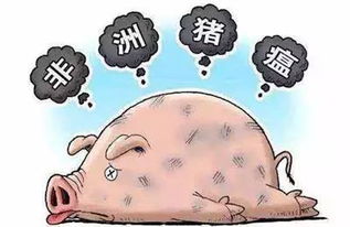 尸检延迟，非洲猪瘟传播风险增加